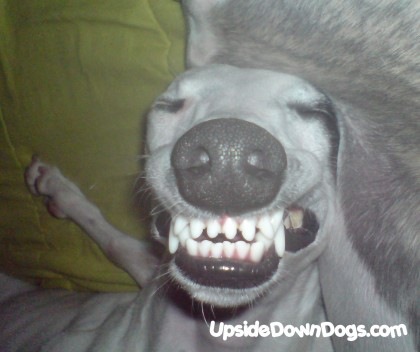 dante-the-smiling-whippet-dog-420x352